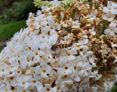 Meliscaeva cinctella