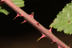 Rubus tuberculatus