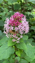 Clerodendrum bungei