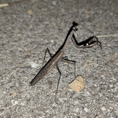Asian Jumping Mantis