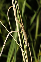 Takydromus stejnegeri