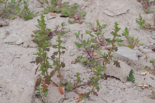 Clammy goosefoot (Dysphania pumilio)