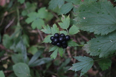 Actaea spicata