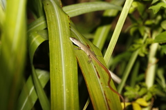 Takydromus stejnegeri