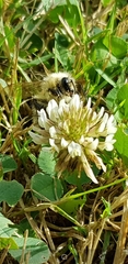 Bombus sylvarum