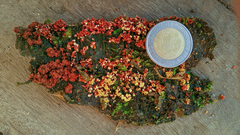 Corallonectria jatrophae