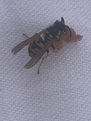 Vespula germanica