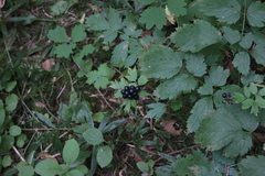 Actaea spicata
