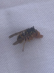 Vespula germanica