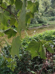 Platanus mexicana