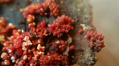 Corallonectria jatrophae