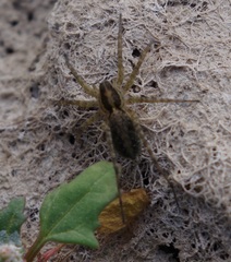Pardosa monticola