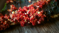 Corallonectria jatrophae