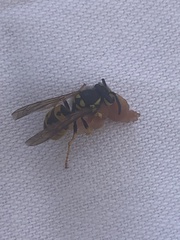 Vespula germanica