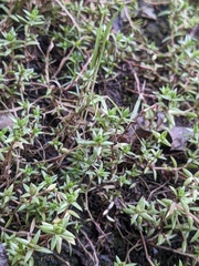 Crassula helmsii