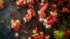 Corallonectria jatrophae