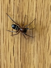 Castianeira cingulata