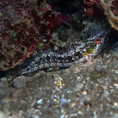 Heteroclinus adelaidae