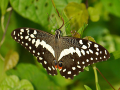 Image of Papilio demodocus