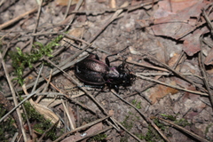 Carabus nemoralis