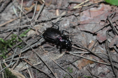 Carabus nemoralis
