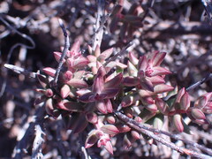 Crassula dependens