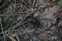 Carabus nemoralis