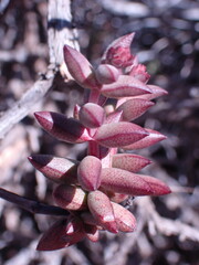 Crassula dependens