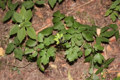 Actaea spicata