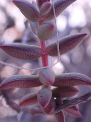 Crassula dependens