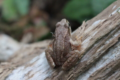Rana temporaria
