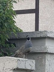 Callipepla californica