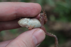 Rana temporaria
