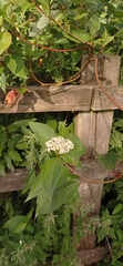 Cornus alba