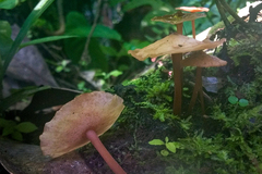 Filoboletus
