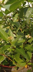 Cornus alba