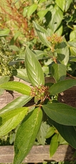 Cornus alba