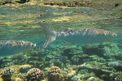 Crenimugil crenilabis