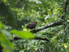 Turdus poliocephalus