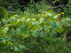 Homalanthus giganteus