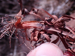 Cyperus usitatus