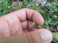 Douglas' Knotweed (Polygonum douglasii)