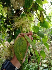 Clematis leschenaultiana