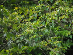 Homalanthus giganteus