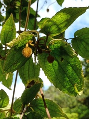 Clematis leschenaultiana