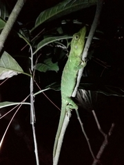 Pseudocalotes tympanistriga