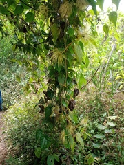 Clematis leschenaultiana