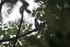 Dendrocopos major