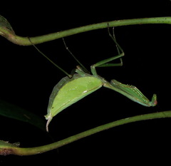 Macromantis nicaraguae