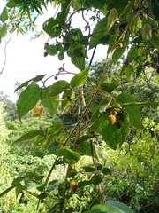 Clematis leschenaultiana